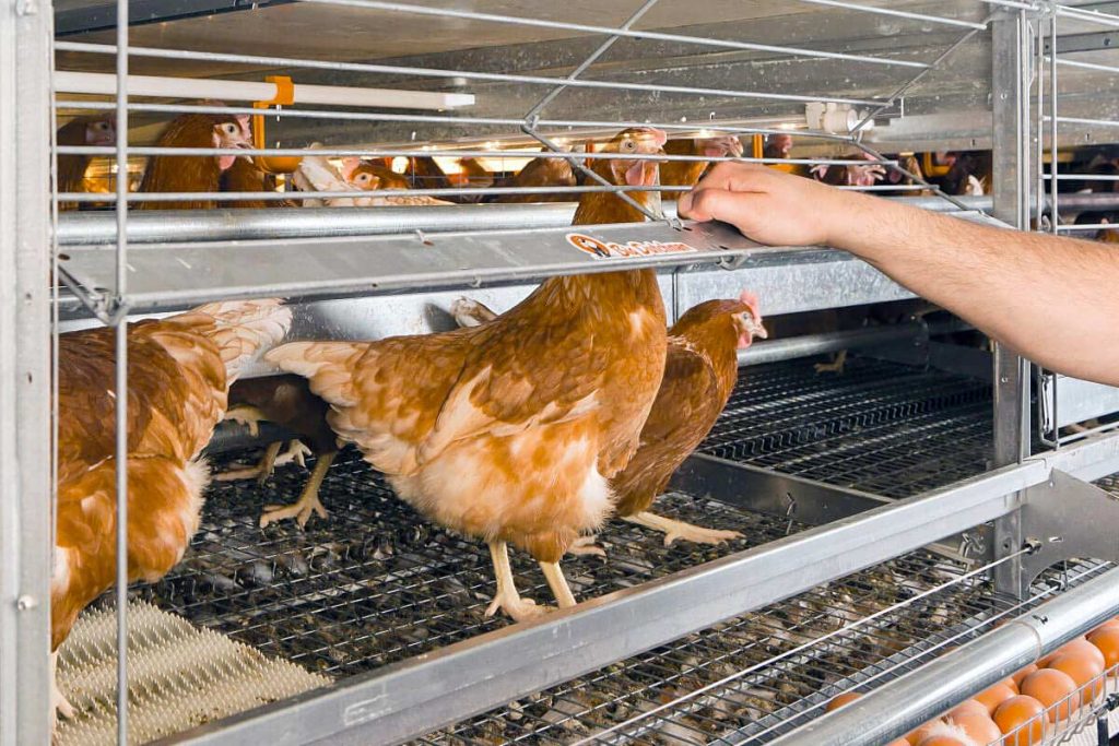 Application of galvanized wire in the construction of poultry breeding cages