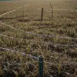 Diverse Applications of Galvanized Wire in Agriculture and Horticulture